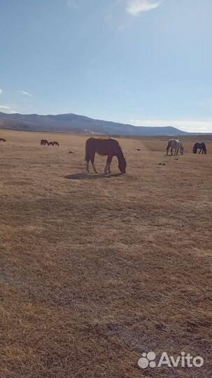 Продам жеребят