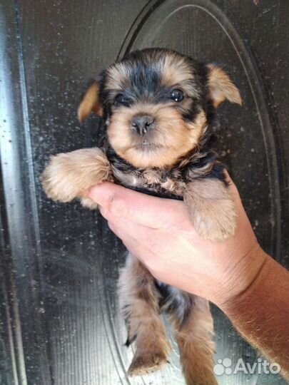 Йоркширский терьер