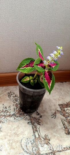 Колеус Блюме нежность