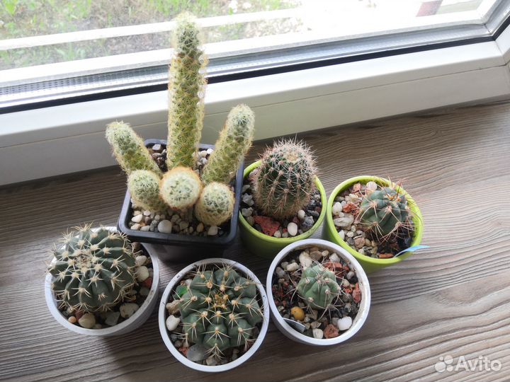 Кактусы