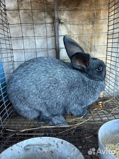 Продаются кролики