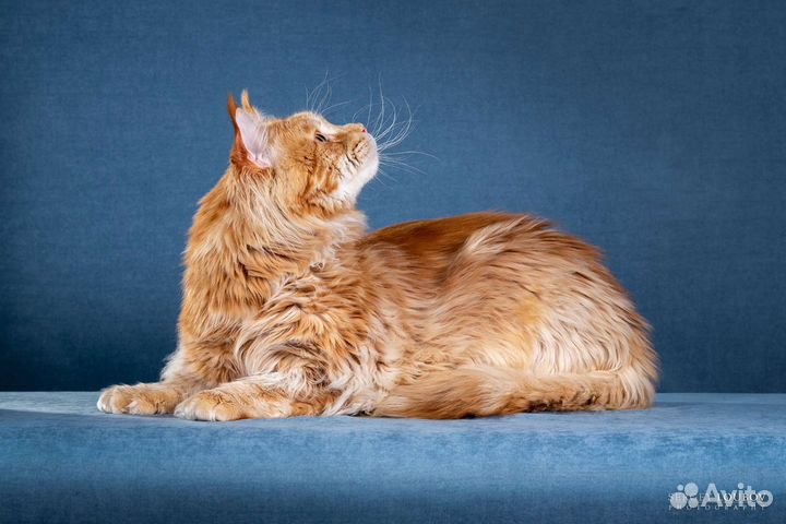 Мейн-кун вязка