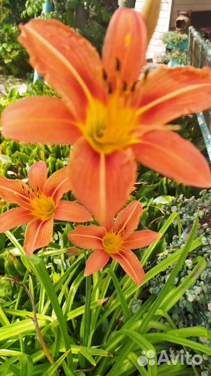 Садовые цветы