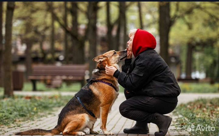 Собака в добрые руки