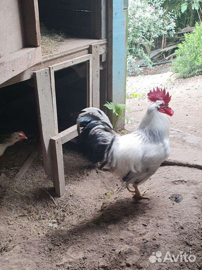 Петухи
