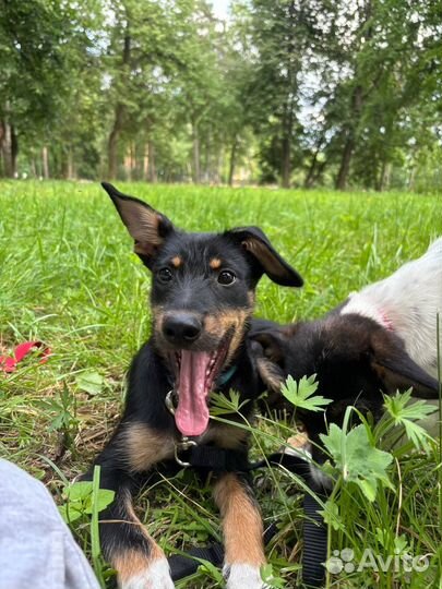 Щенок Кай в добрые руки