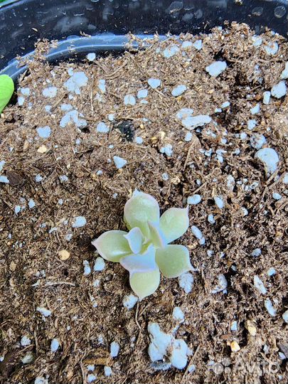 Суккуленты. Эхеверия топси турви