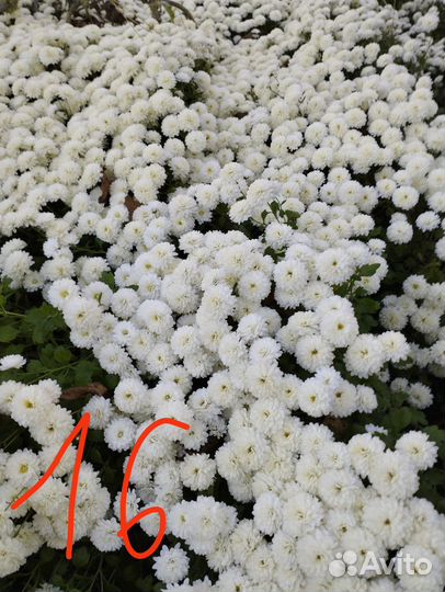 Хризантема мультифлора и корейская