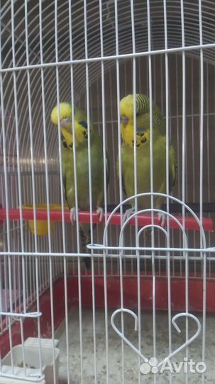 Попугай Чех