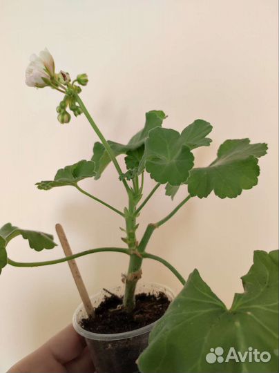 Пеларгония черенок Юв Рапунцель