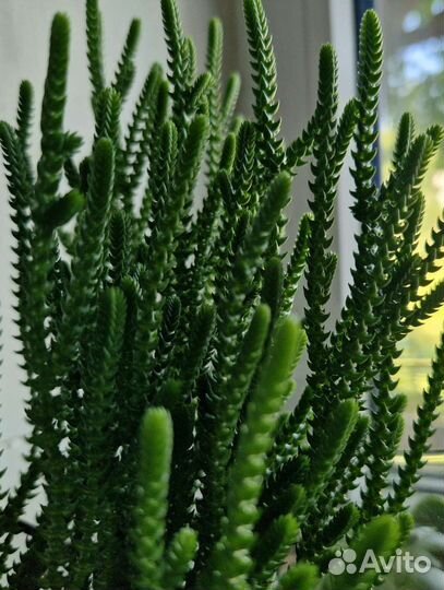 Толстянка Плауновидная