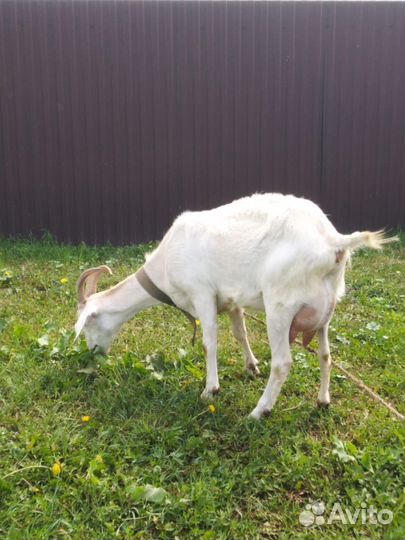 Коза дойная