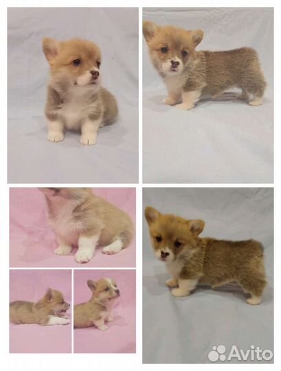 Девочки Вельш корги пемброк, Р.К.Ф