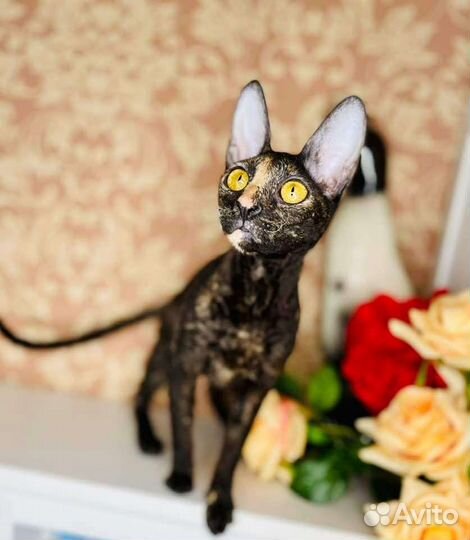 Корниш-рекс кошечки