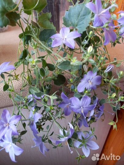 Кампанулы (1 часть)