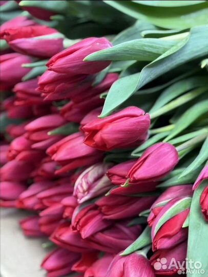 Луковицы тюльпанов