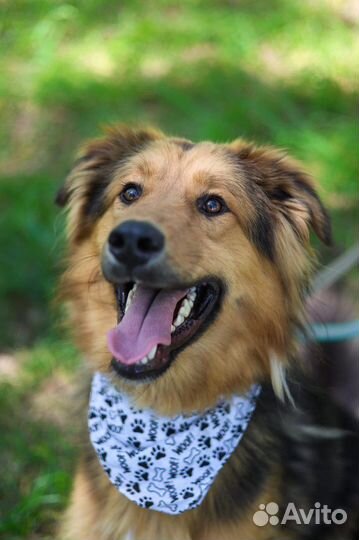 Не родись красивым, Гарик ждет хозяина