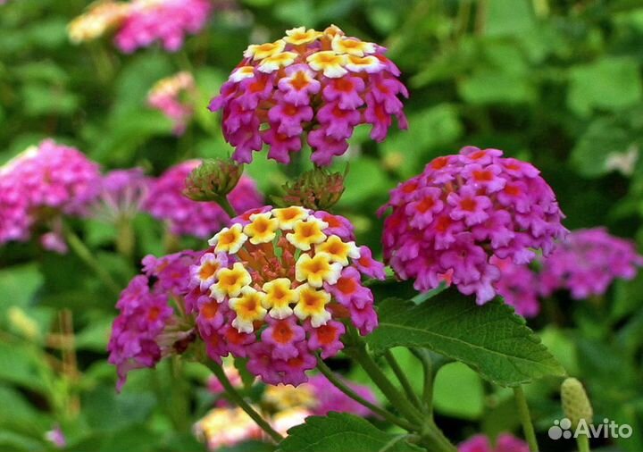 Лантана Камара смесь, семена