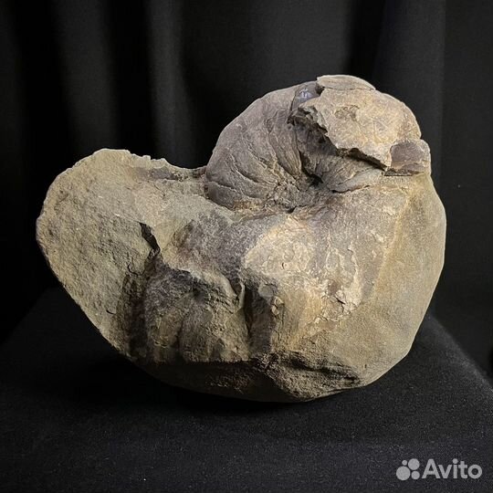 Наутилус окаменелый ископаемый окаменелость