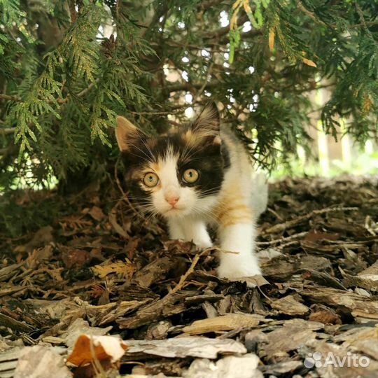 Трехцветная девочка в добрые руки