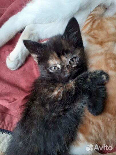 Кошка в дар бесплатно