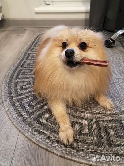 Бычий корень для собак. От производителя