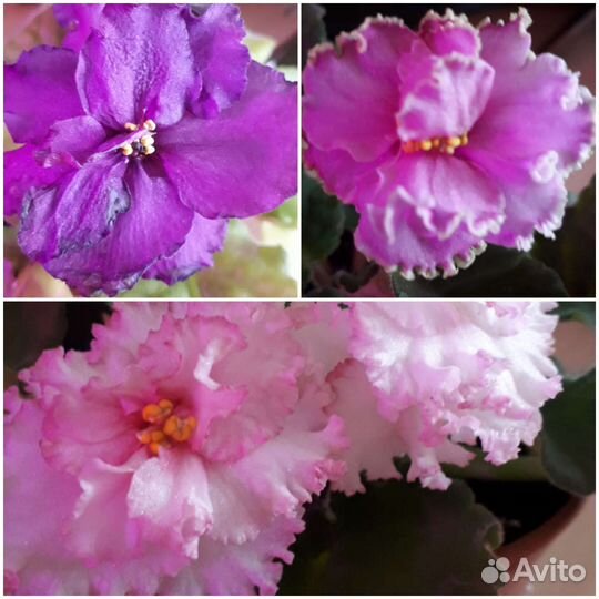 Сортовые фиалки