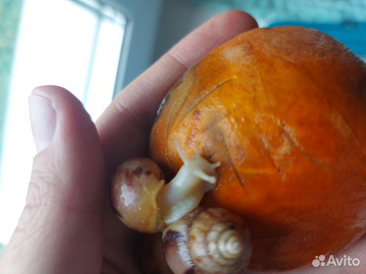 Улитки ахатины ретикулята альбино