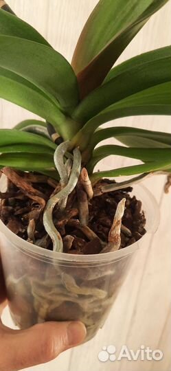 Орхидея фаленопсис с мутацией по форме