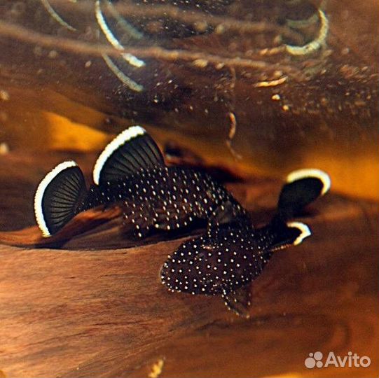 L181 Звездочный анциструс