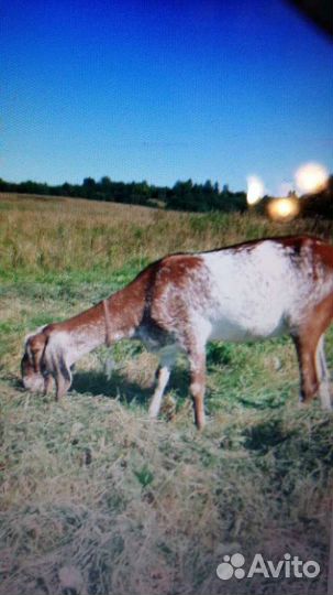 Козье молоко, сыр, творог, яйца куринные