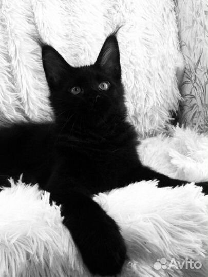 Мейнкун полидакты и классики котята и вязка