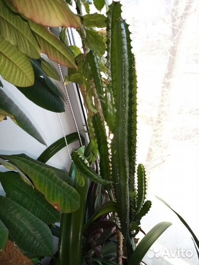Эуфорбия беложильчатая 123см и трехгранная