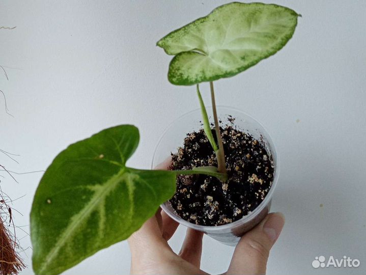 Комнатные растения по 100