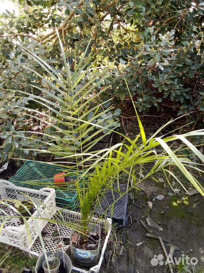 Пальма Финик Канарский 1м