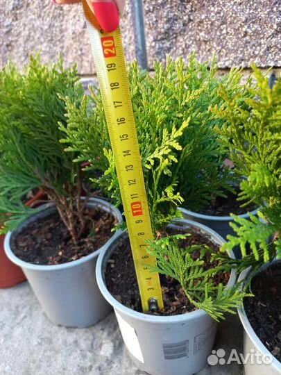 Туя Даника Смарагд Брабант Вудварди Мики