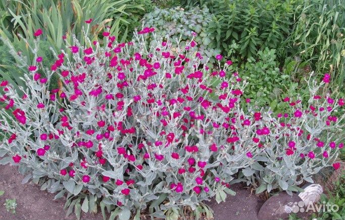 Астильба, Лихнис Корончатый,Лиатрис