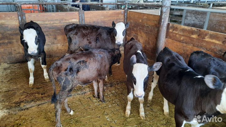 Бычки телята