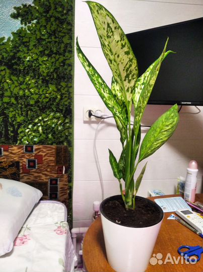 Диффенбахия