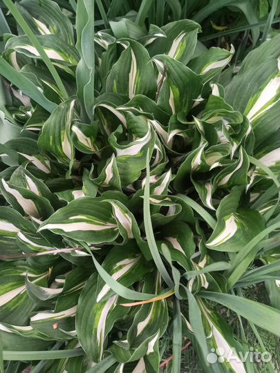 Хоста растение