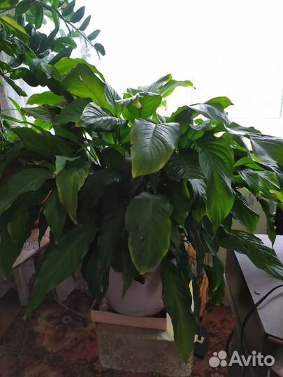 Комнатные цветы