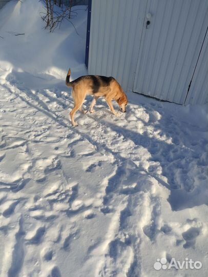 Щенки русской гончей
