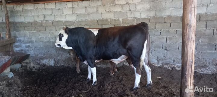 2 бычка