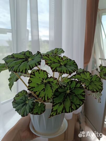 Бегония тигровая