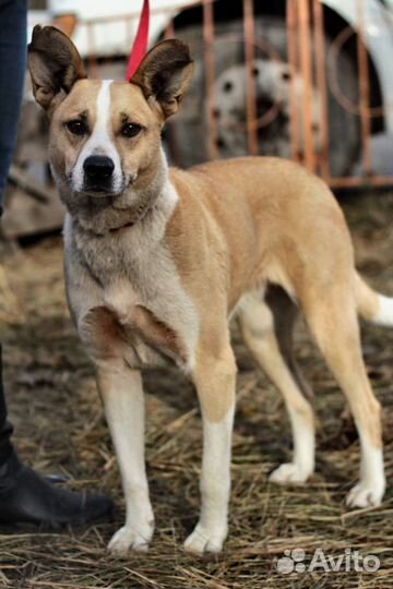 Кьяра - охранница и компаньон