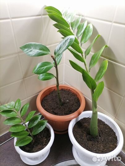 Замиокулькас