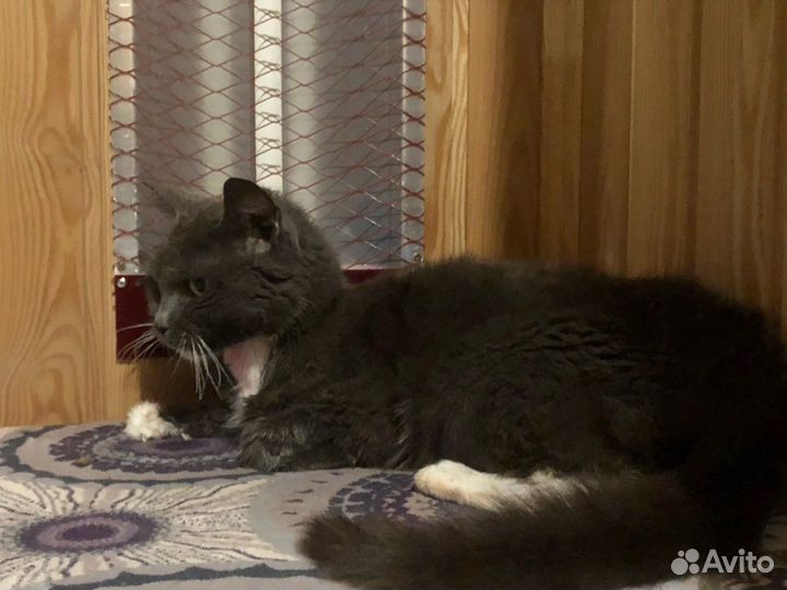 Отдам кошку в добрые руки