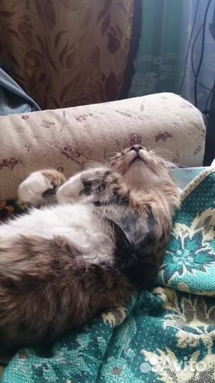 Уход за животными