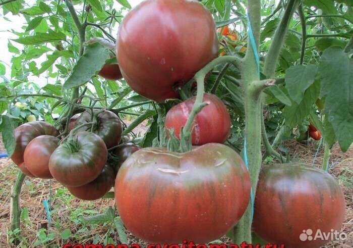 Семена томатов