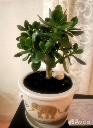 Горшки для цветов